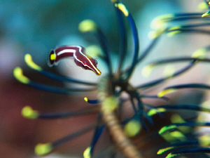 Urchin Clingfish, Tulamben by Doug Anderson 